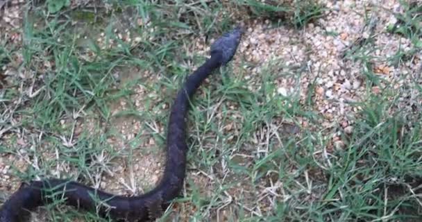 Voici Une Vidéo Jeune Serpent Venimeux Agkistrodon Piscivorus Serpent Mesurait — Video