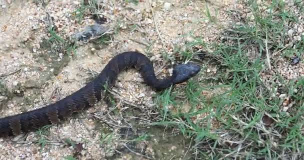 Este Vídeo Uma Serpente Juvenil Venenosa Water Moccasin Agkistrodon Piscivorus — Vídeo de Stock