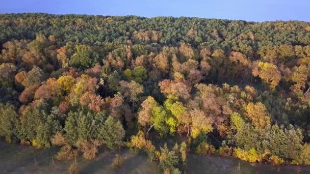 在公园里打了一针的树 秋天的颜色下午很晚的时候从上面看侧向飞行 波兰格但斯克罗纳德 里根公园 — 图库视频影像