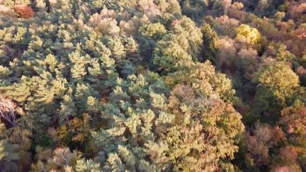 Drone Shot Trees Park Autumn Colors Late Afternoon Light View — Stock Video