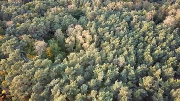 Drone Shot Van Bomen Het Park Herfst Kleuren Laat Middag — Stockvideo