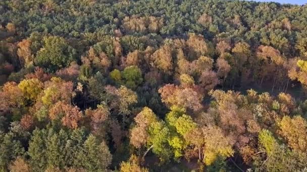 在公园里打了一针的树 秋天的颜色下午很晚的时候从上面看Sideway飞行 波兰格但斯克罗纳德 里根公园 — 图库视频影像