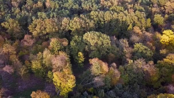 Drone Árvores Parque Cores Outono Luz Tarde Tardia Vista Cima — Vídeo de Stock