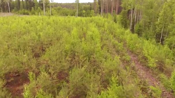 Повітряне Відео Лісозаготівельної Колії Лісозаготівельної Ділянки Посаджені Поруч Саджанці Дерев — стокове відео