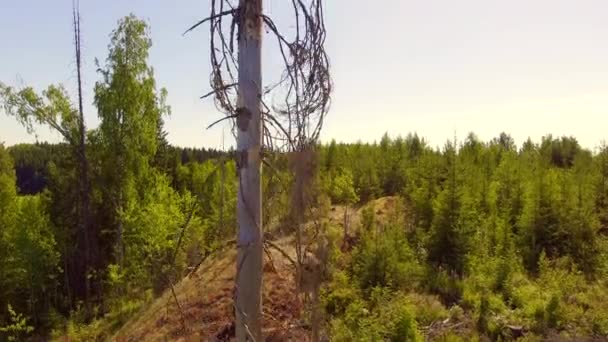 Медленное Вертикальное Крупным Планом Видео Мертвой Ели Лесозаготовительной Зоне Финляндии — стоковое видео