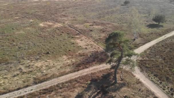 Aerial View Solitary Pine Tree Dry Moorland Landscape Crossing Dirt — Stock Video
