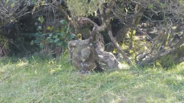 Oiseau Kea État Sauvage Dans Île Sud Nouvelle Zélande — Video