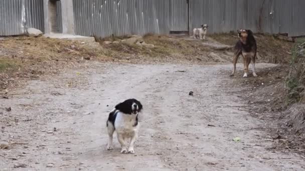 Σκύλοι Έξω Από Αγροτικά Κτίρια Γαβγίζουν Και Προστατεύουν Την Περιουσία — Αρχείο Βίντεο