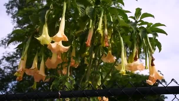 Colgando Flores Lirio Naranja Preparándose Para Florecer Jardín — Vídeo de stock