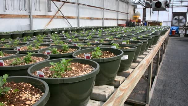 Rangée Mamans Belges Fraîchement Germées Dans Des Pots Fleurs Avec — Video