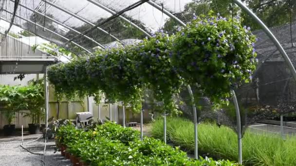 Hanging Basket Purple Petunia Flowers Greenhouse Garden Blowing Wind — Stock Video
