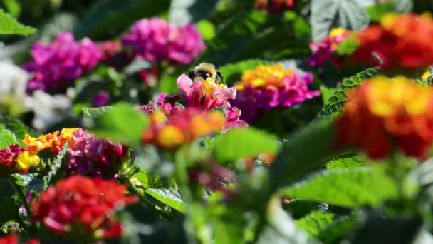 Humlan Flyger Runt Och Pollinerar Vackra Röda Och Lila Trädgårdsblommor — Stockvideo