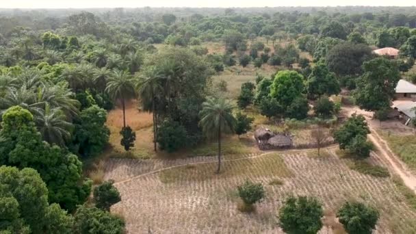 Reetdachtraditionelles Dorf Ackerland Und Wald Senegal Afrika — Stockvideo