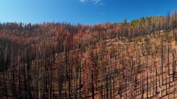 Tiro Aéreo Voando Acima Montanha Árvores Após Incêndio Califórnia — Vídeo de Stock