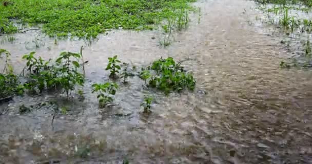 Ceci Est Une Vidéo Quelques Flaques Eau Pluie Octobre Texas — Video