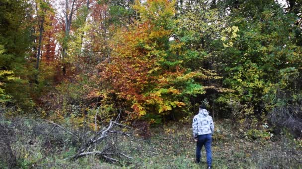 Person Luvtröja Tittar Skogsträd Och Fotograferar Höstbilder — Stockvideo