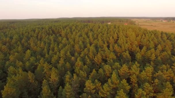 Aerial Trees Sunset — Vídeo de Stock