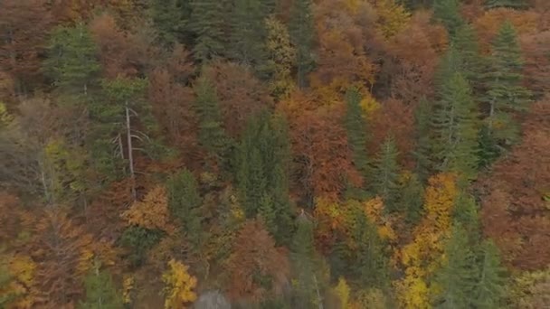 空中拍摄 秋天在巴尔干森林中央发现了一条路的运动 — 图库视频影像