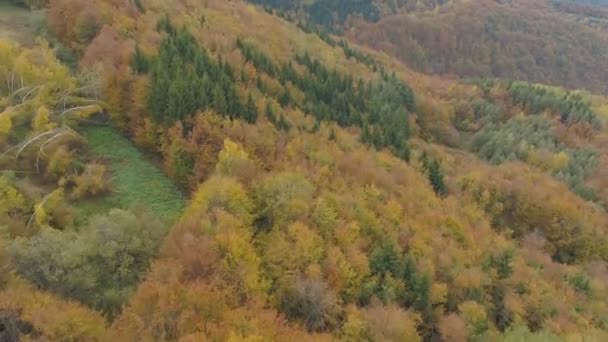 Aerial Flight Thick Expanse Autumn Colored Pines Bulgaria — Video Stock