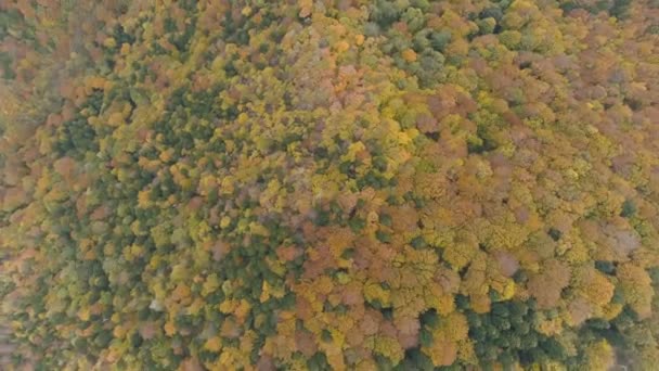 Spin Aerial View Flight Pine Forest Autumn Colors — Αρχείο Βίντεο