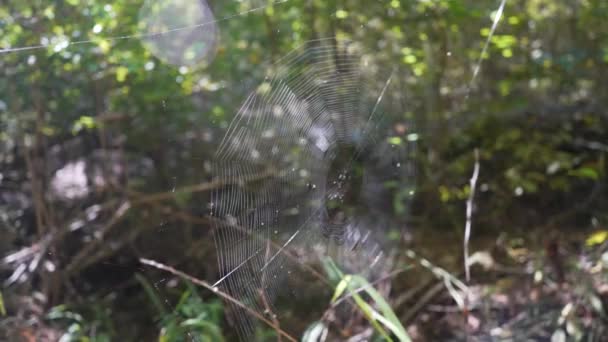 Een Gigantisch Spinnenweb Glinstert Het Zonlicht Van Het Bos — Stockvideo