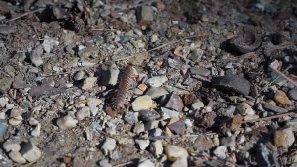 Centipede Crawling Gravel Dirt — Stok Video