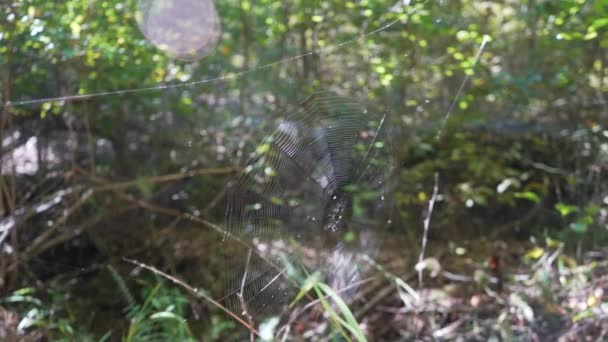 Spider Web Glistening Intricato Alla Luce Del Sole — Video Stock