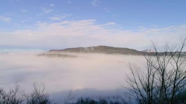 Drone Flying Trees Mountain Distance Fog Covering Scene — Stockvideo