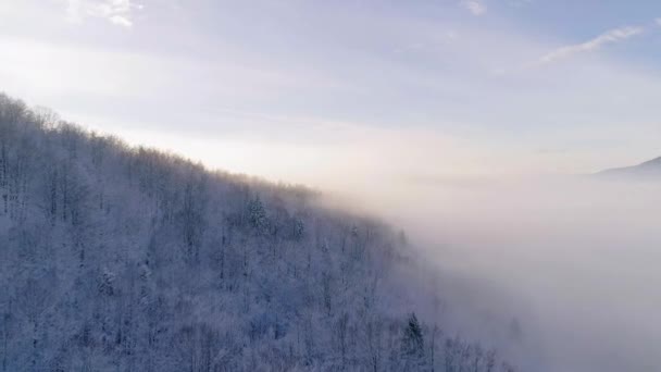 空中鸟瞰着白雪覆盖的森林和白天的大雾 — 图库视频影像