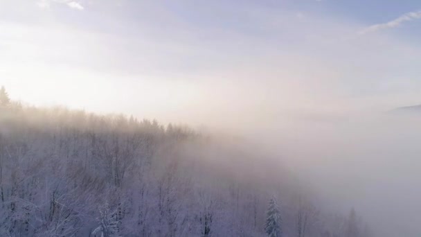 Drone Flyger Lågt Genom Träd Täckta Snö Och Ett Moln — Stockvideo