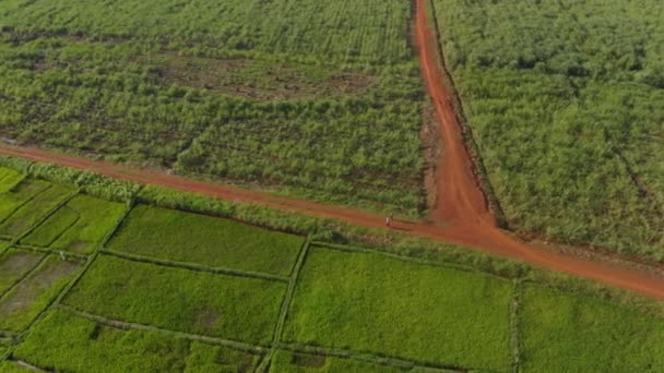 Hava Kuşları Afrika Daki Tarım Alanlarının Oradaki Toprak Yolda Yürüyen — Stok video