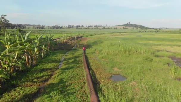 Aerial Shot Person Walking Pipeline Swamps Rice Fields Africa — Stok video