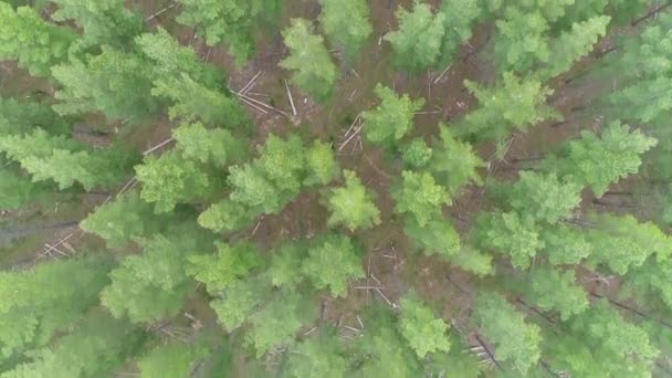 Πετώντας Πάνω Από Ψηλά Πράσινα Πεύκα Στο Kuitpo Forrest Αδελαΐδα — Αρχείο Βίντεο