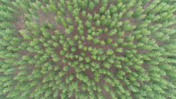 Flying Tall Green Pine Trees Kuitpo Forrest Adelaide South Australia — Stock Video