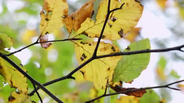 イギリス イギリス ウスターシャー州の森の中で風に乗って動く紅葉が鮮やかです — ストック動画