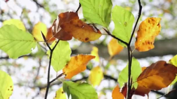 Helder Gekleurde Bladeren Herfsttinten Die Bewegen Wind Het Bos Worcestershire — Stockvideo