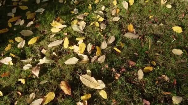 Gula Höstlöv Gräsmattan Panoramat Rör Sig Framåt Rörliga Löv Skugga — Stockvideo