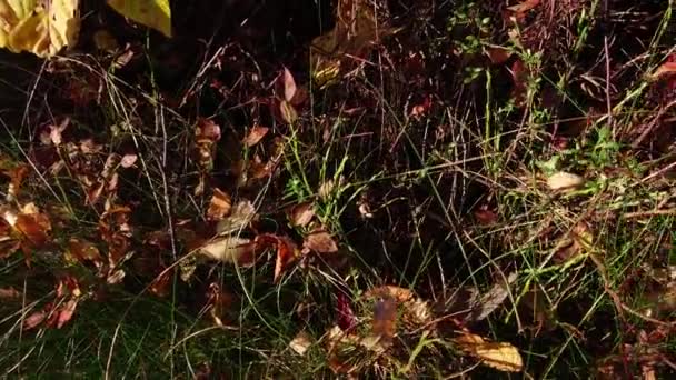 Jesienno Brązowe Liście Jagód Trochę Trawy Żółte Liście Panoramiczne Przemieszczanie — Wideo stockowe
