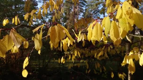 Сладкая Вишня Желтые Осенние Листья Панорамный Ход Справа Налево Голубое — стоковое видео