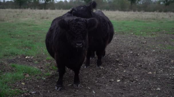Galloway奶牛在田里舔另一头牛 — 图库视频影像
