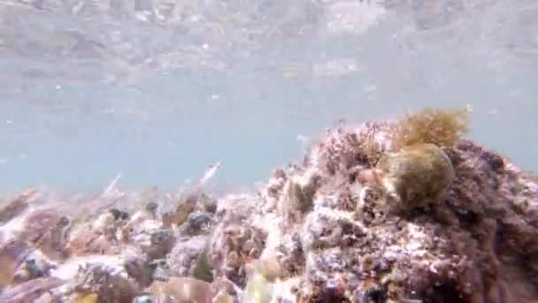 Podmořský Výstřel Který Otáčí Kolem Útesu Odhaluje Skrytého Fialového Mořského — Stock video