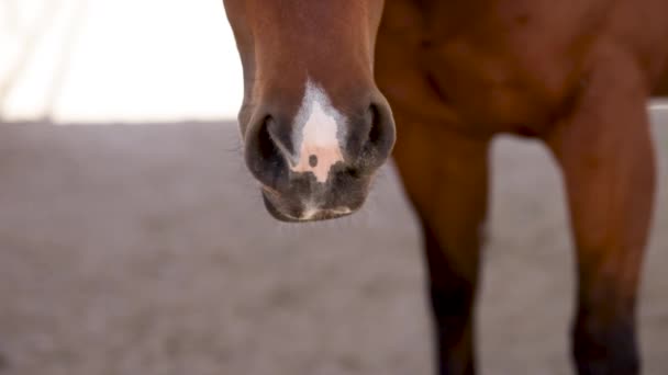 Horse Muzzle Flies — Stock Video