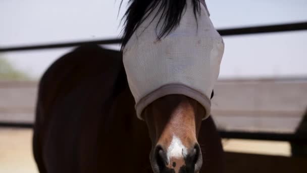 Horse Faces Forward Nostrils Flair — Stock Video
