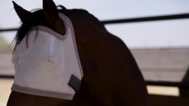 Άλογο Οθόνη Πετούν Στροφή Προς Εμπρός — Αρχείο Βίντεο