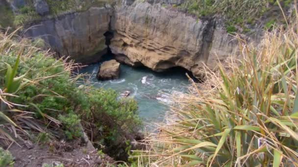 Steady Shot Grasses Ocean Caves Background Punakaiki New Zealand — ストック動画