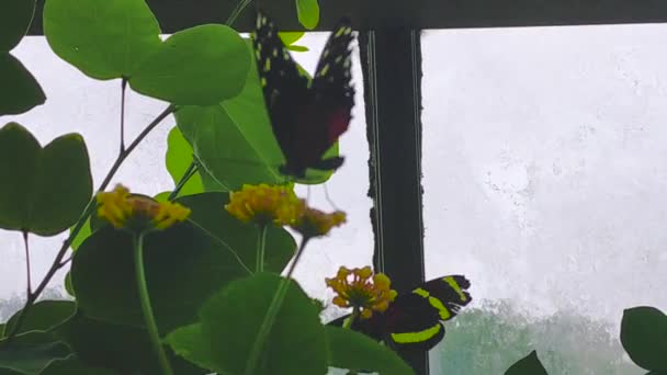 Three Gorgeous Butterflies Perch Flowers Greenhouse — Stock video