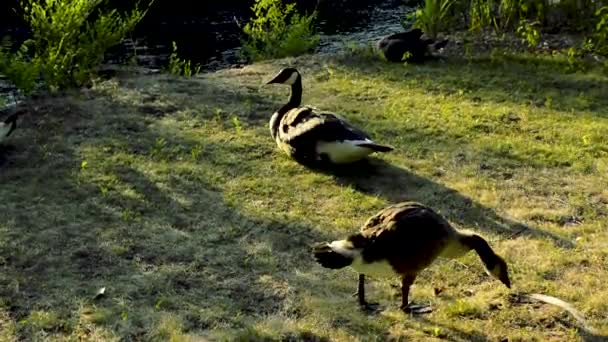 Muhteşem Kanada Kazları Ottawa Ontario Bir Nehrin Kenarında Sakince Kasıla — Stok video