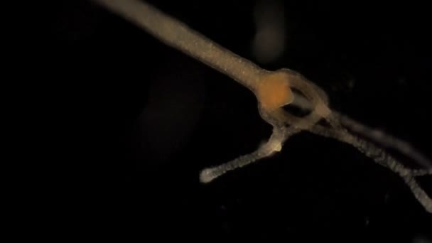 Mikroskopisk Hydra Med Byten Fångade Ett Tentakel — Stockvideo