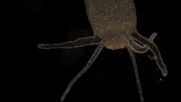 Microscopic Hydra Moves Its Tentacles Catch Prey — Stock Video