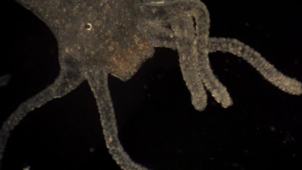 Mikroskopiska Hydra Flyttar Sina Tentakler För Att Fånga Byten — Stockvideo